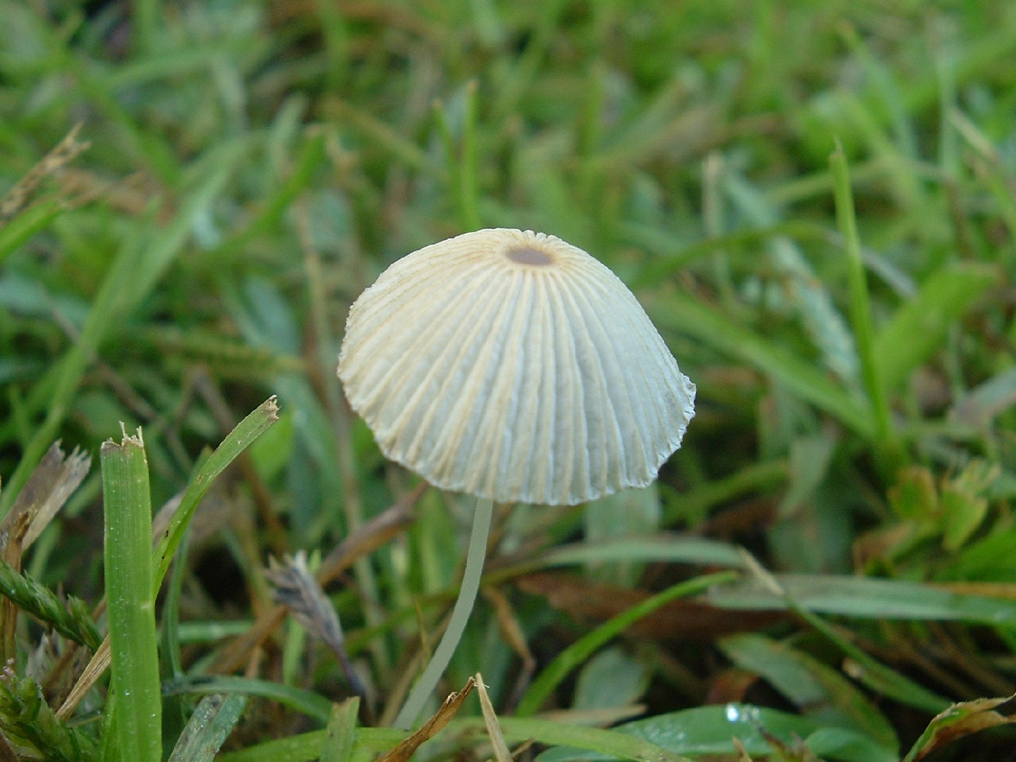 褶紋近地傘 (Parasola plicatilis)