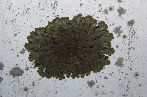 Abraded camouflage lichen (Melanelixia subaurifera)