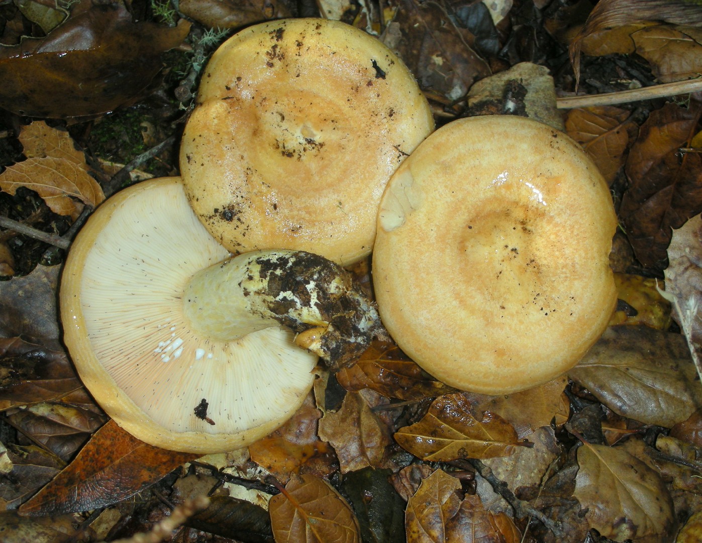 황토얼룰젖버섯 (Lactarius alnicola)