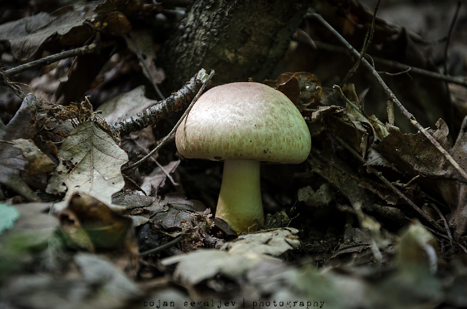 Agaricus porphyrizon