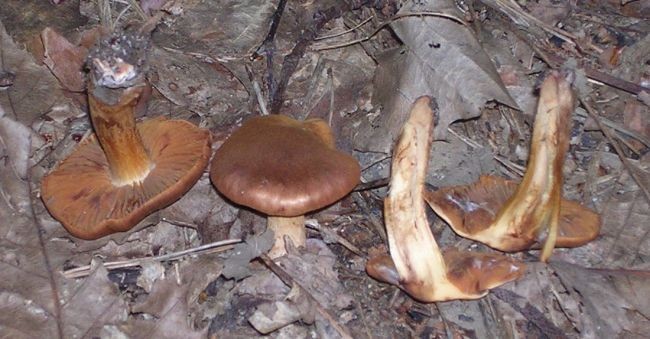 Galerina sulciceps (Galerina sulciceps)