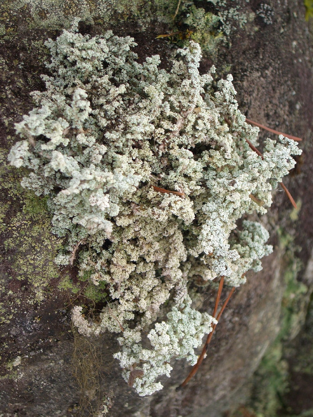 Snow lichen (Stereocaulon paschale)