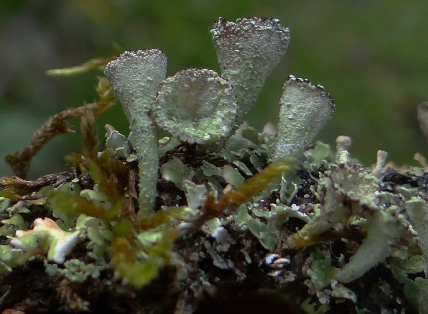 Mealy pixie cup (Cladonia chlorophaea)
