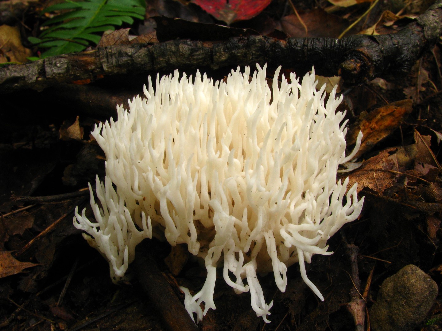 쇠뜨기버섯 (Ramariopsis kunzei)