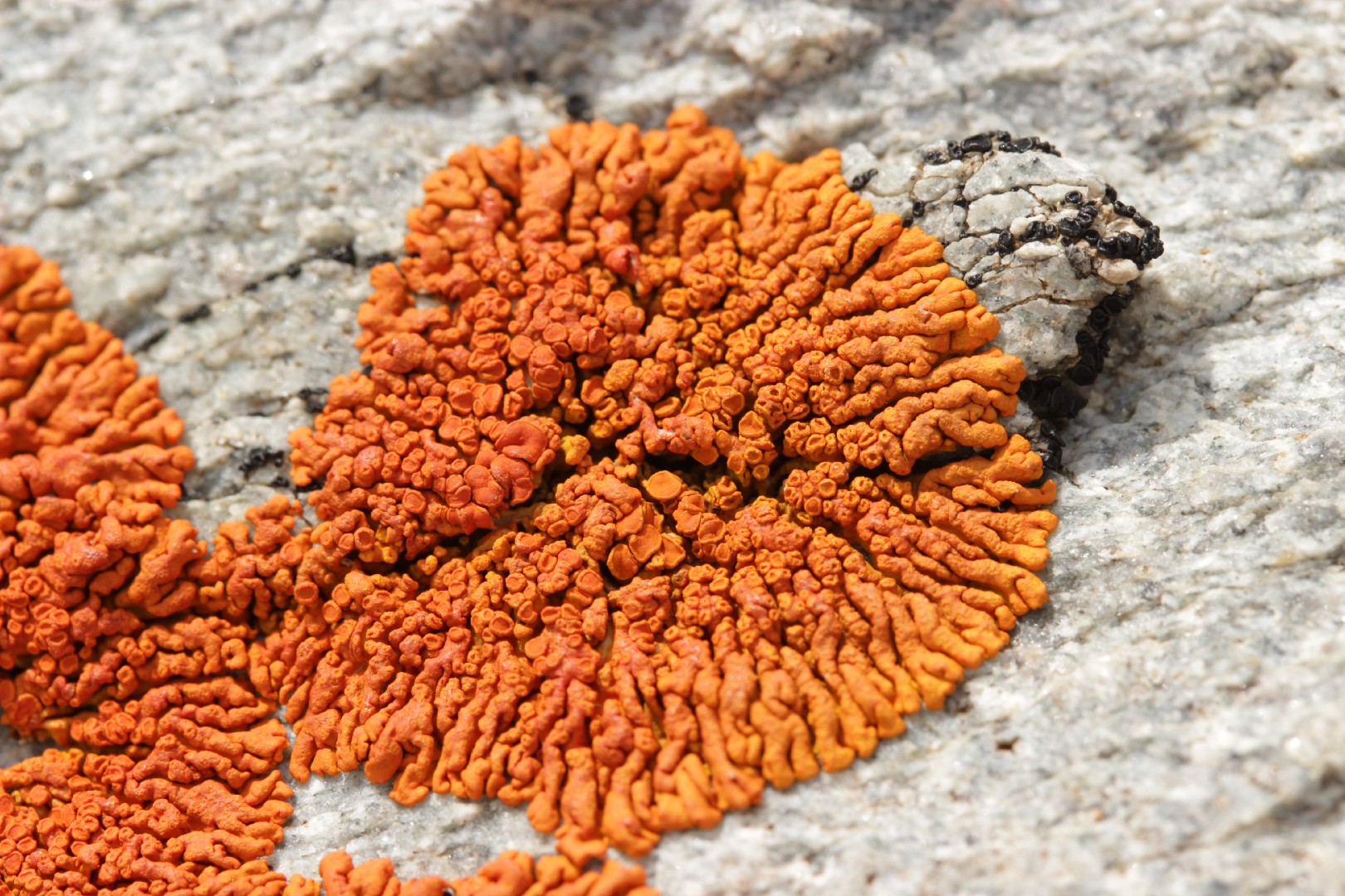 Elegant sunburst lichen