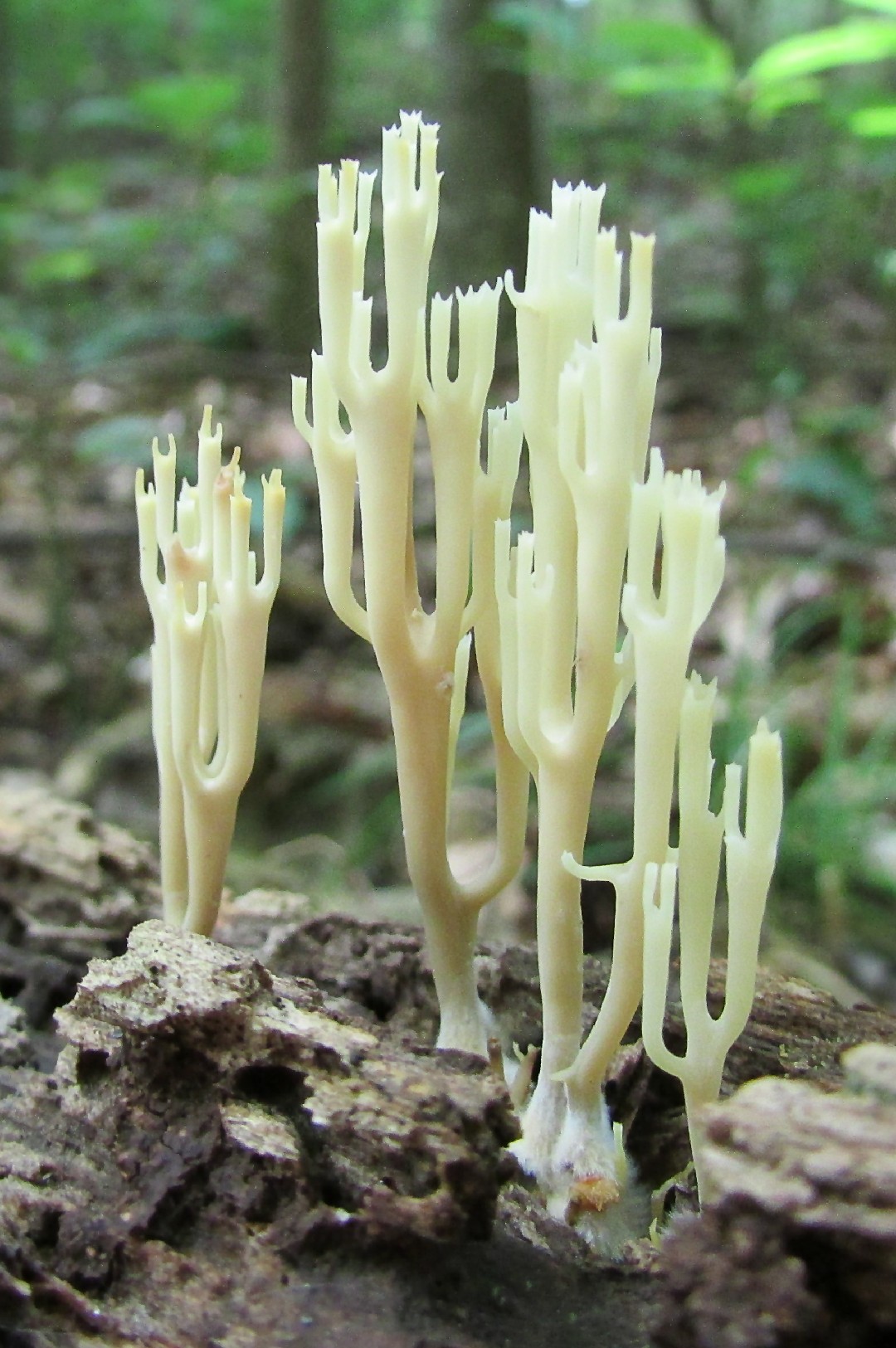 Ramaria candelabro (Artomyces pyxidatus)