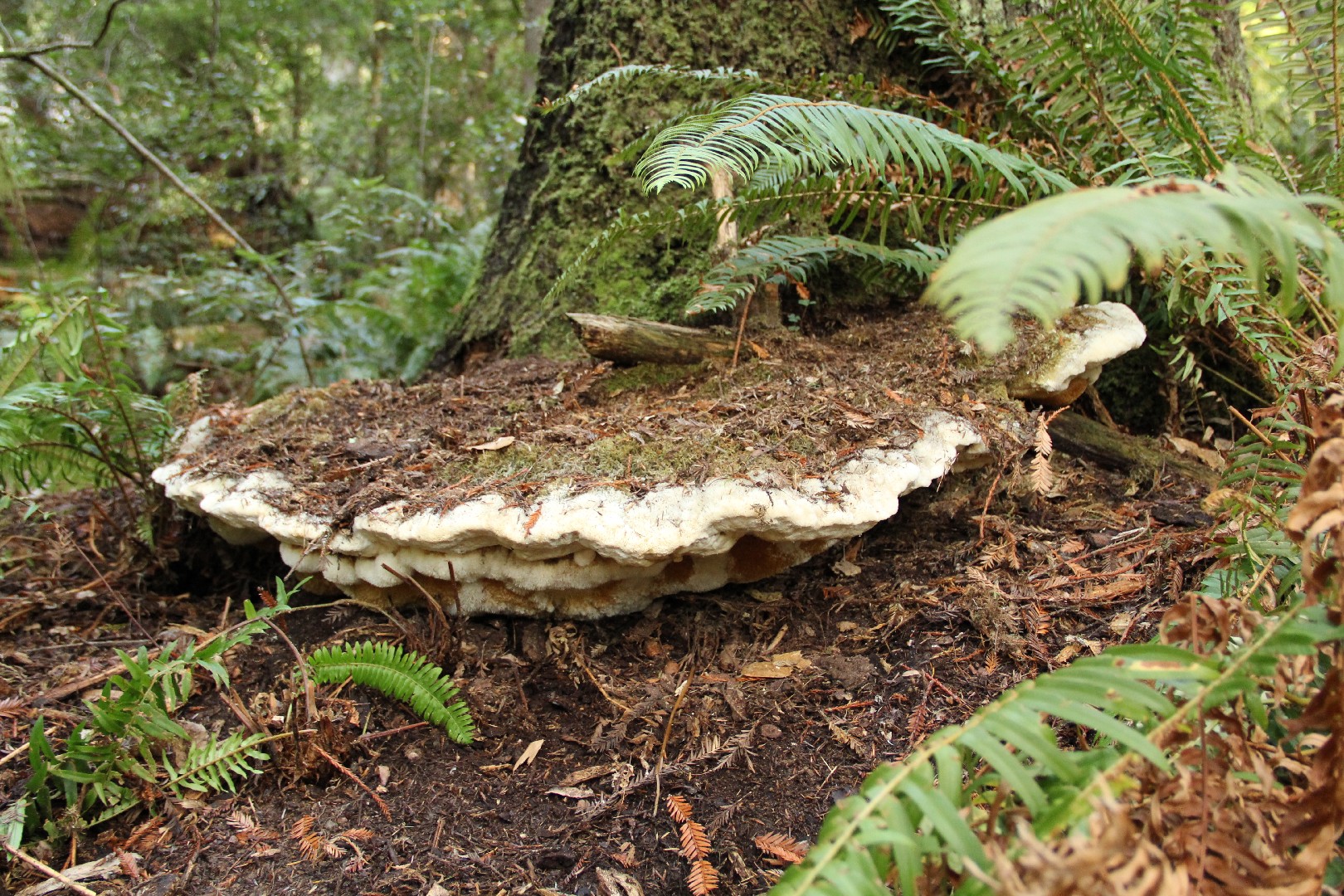 Bridgeoporus (Bridgeoporus)