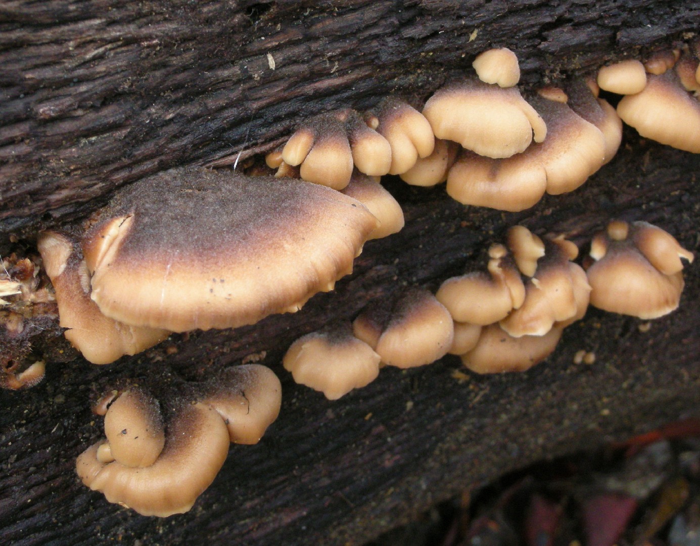 イタチナミハタケ属 (Lentinellus)