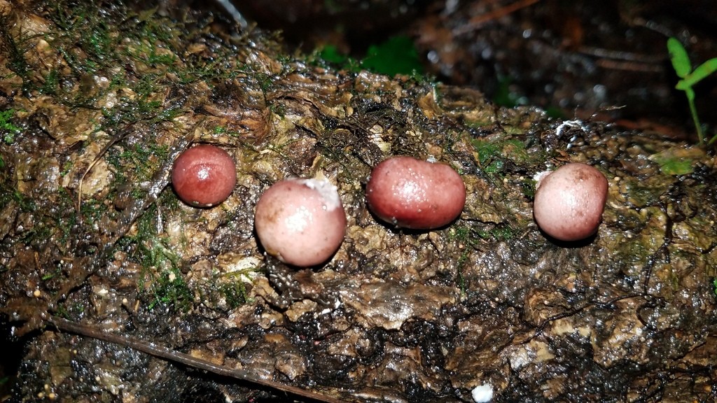 Lycoperdon fuligineum