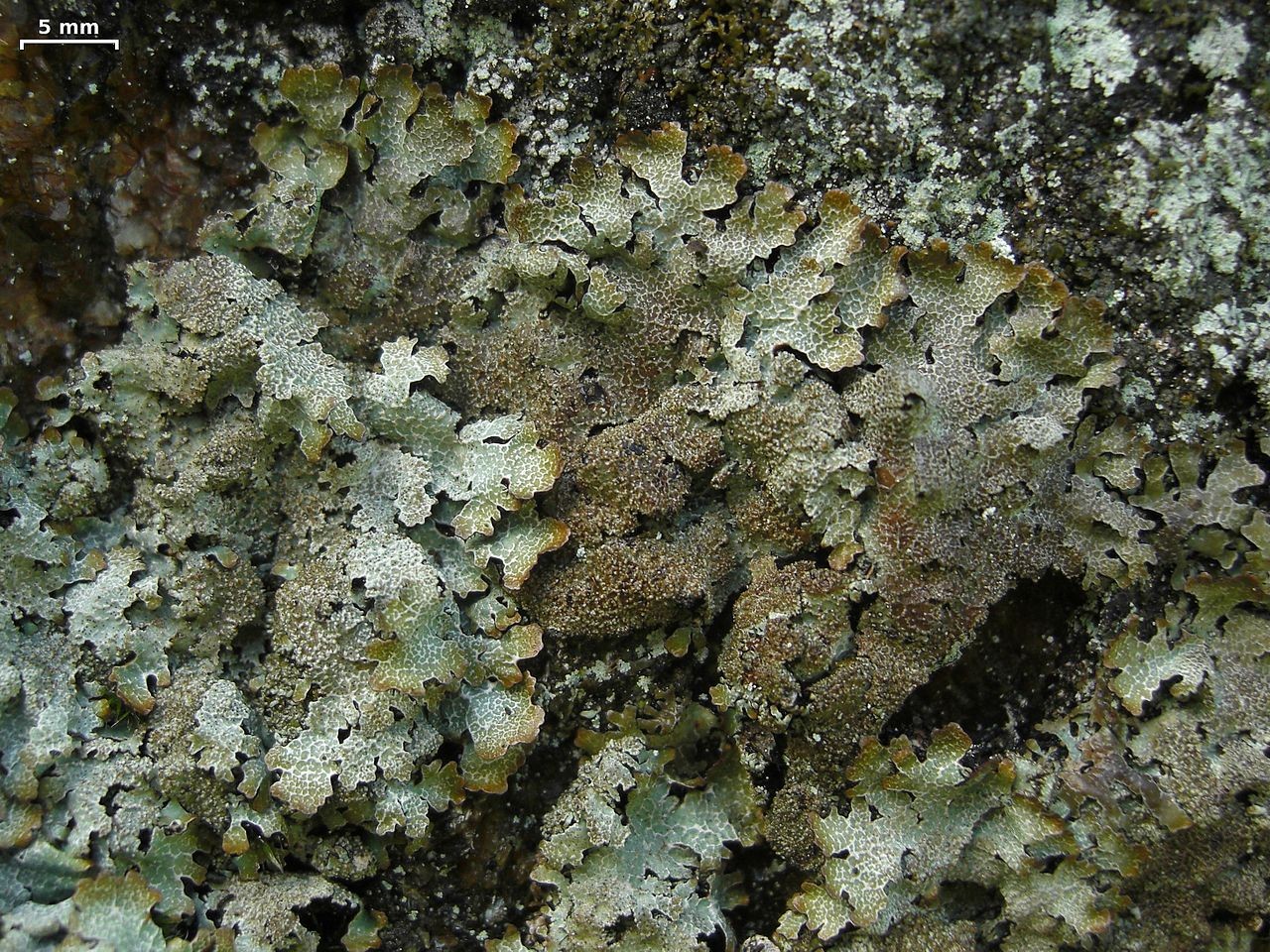 Blauwgrijs steenschildmos (Parmelia saxatilis)
