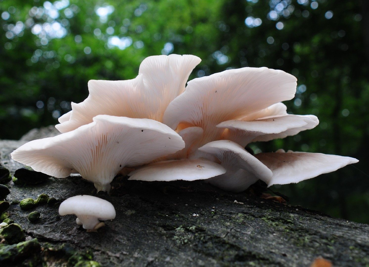 Lung oyster (Pleurotus pulmonarius)