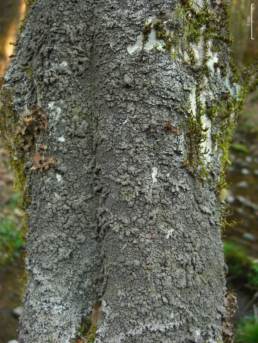 Lead lichen (Parmeliella triptophylla)