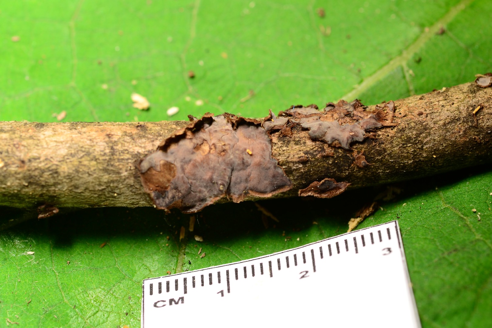Peniophora pithya (Peniophora pithya)