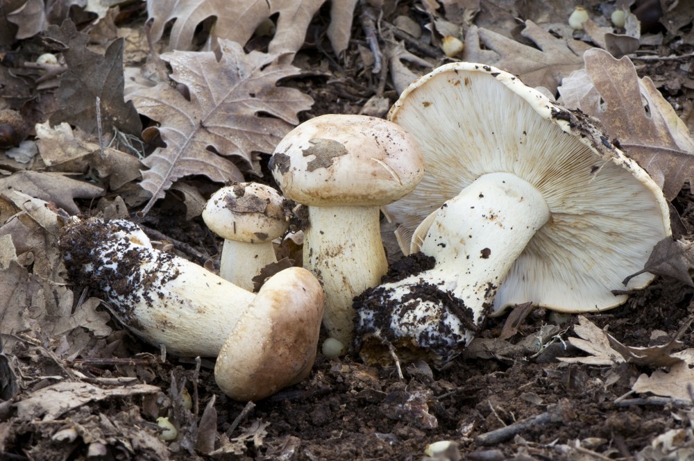 Tricholoma acerbum