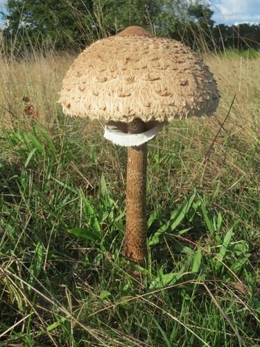 Гриб-зонтик пёстрый (Macrolepiota procera) - Picture Mushroom