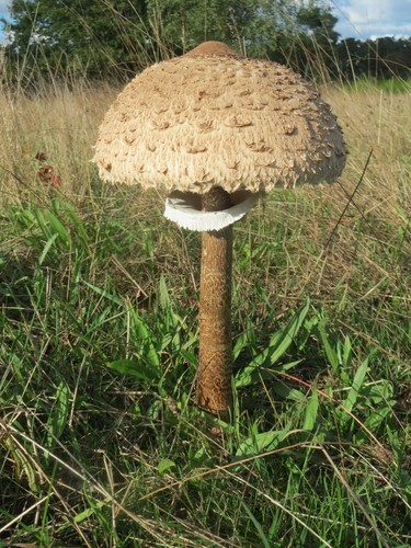 Гриб-зонтик пёстрый (Macrolepiota procera)