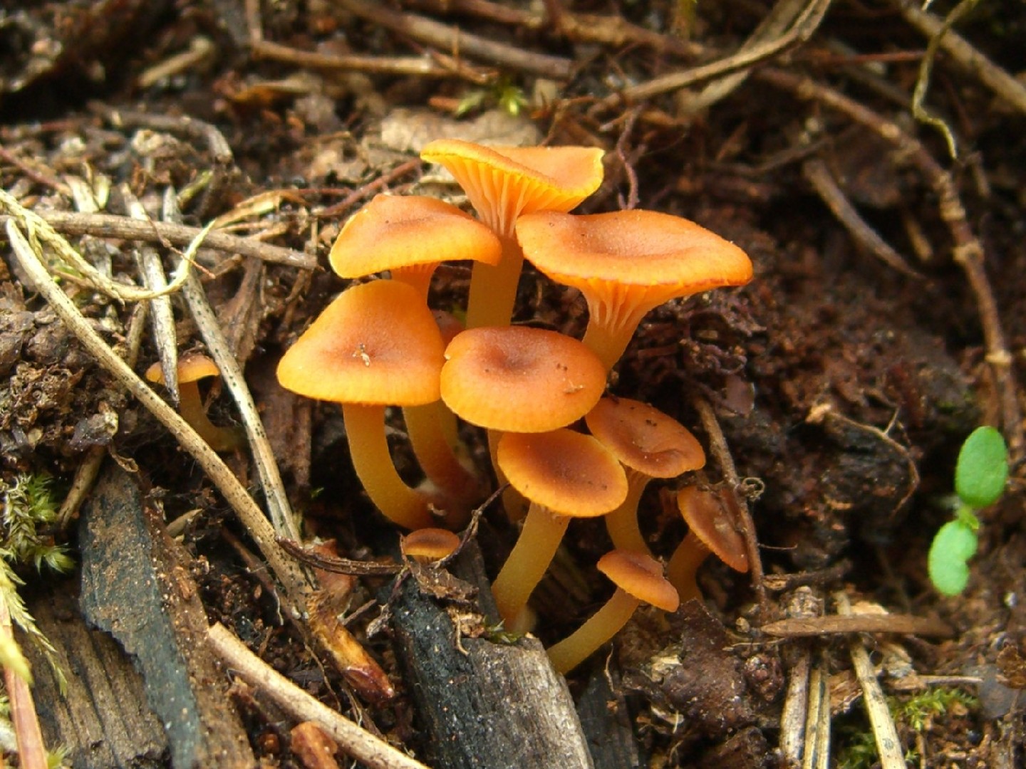 이끼살이버섯 (Xeromphalina campanella)