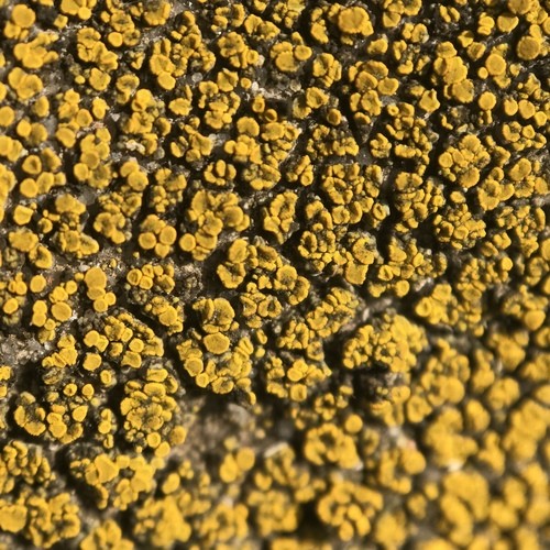 Hidden goldspeck lichen