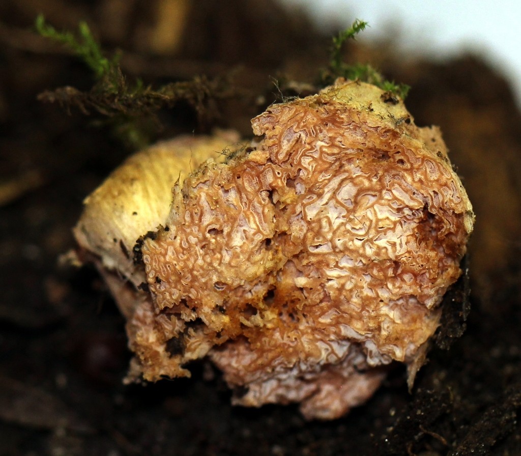 Flesh-pink truffle (Hydnangium carneum)