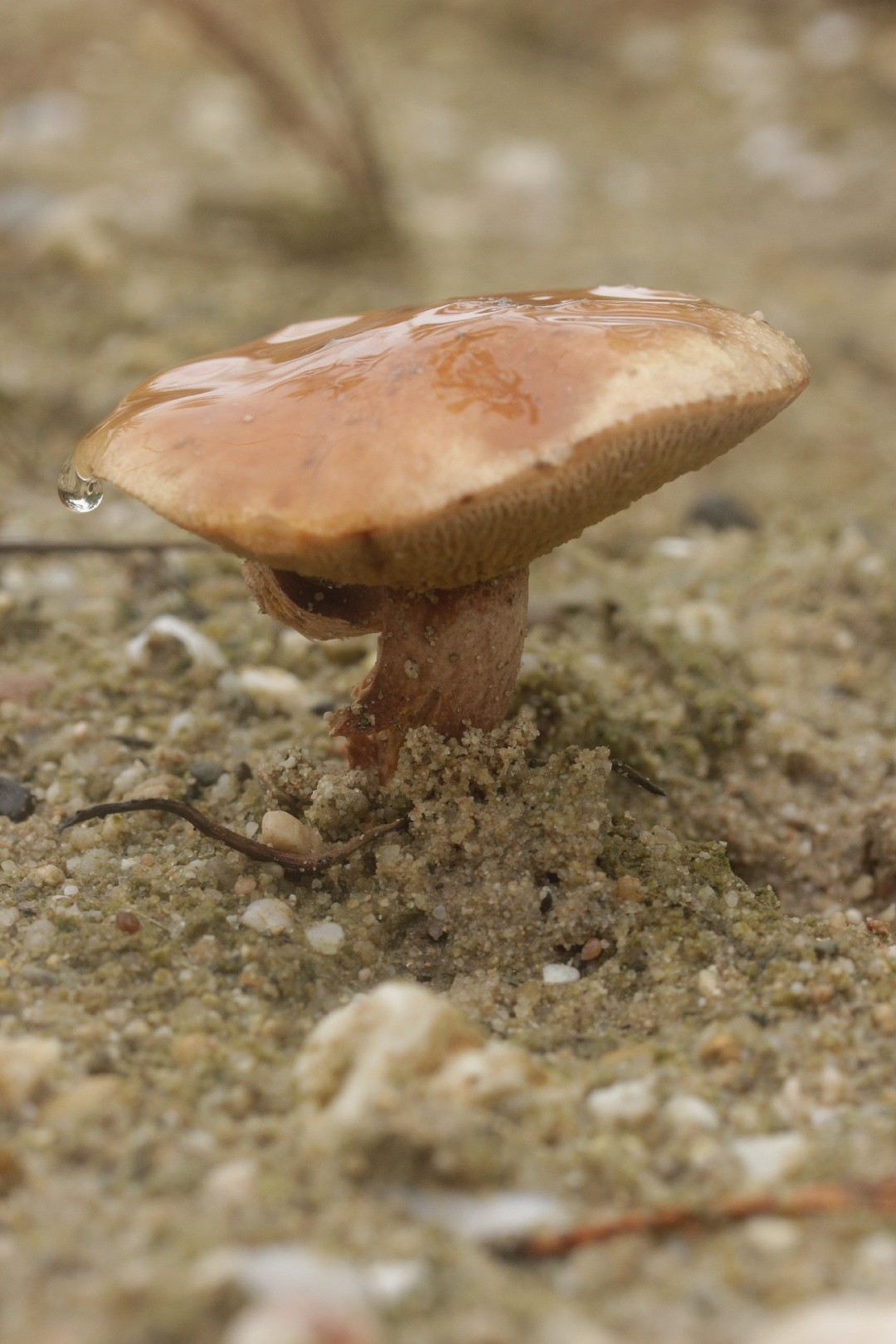 황소비단그물버섯 (Suillus bovinus)