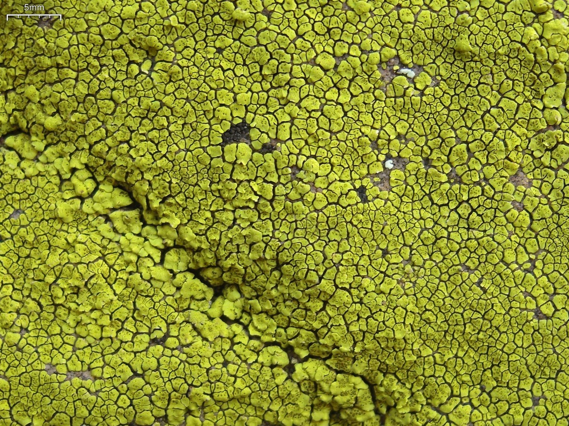 Bright cobblestone lichen (Acarospora socialis)