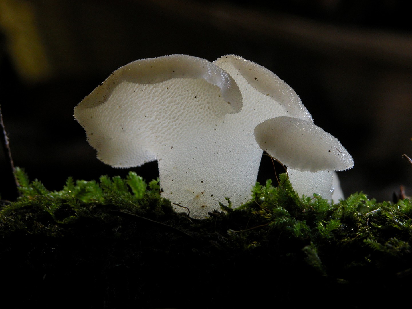 Toothed jelly fungus