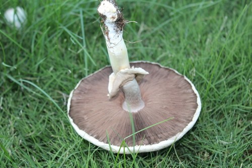 Agaricus osecanus