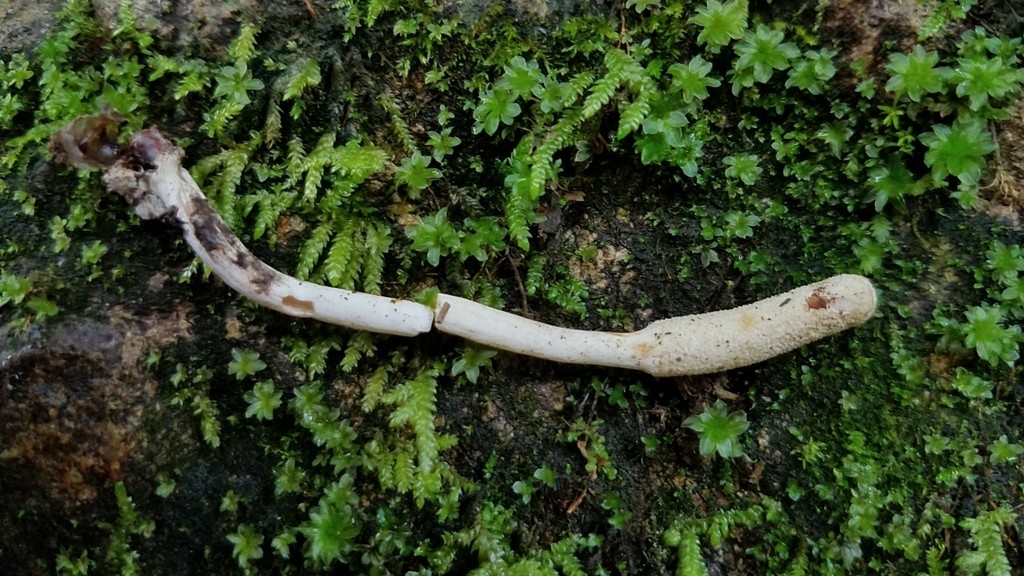 Purpureocillium atypicola