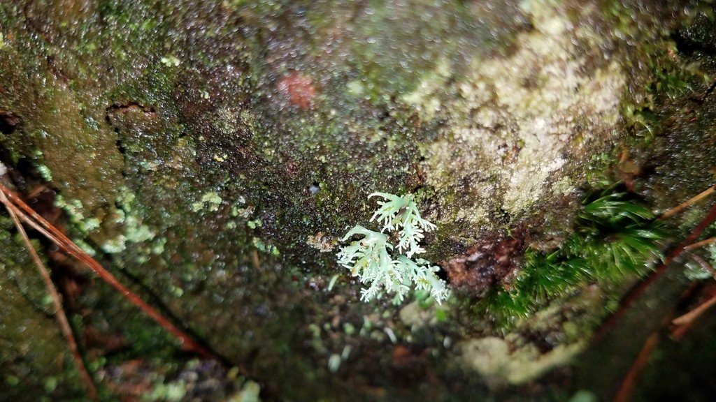 Bunodophoron melanocarpum