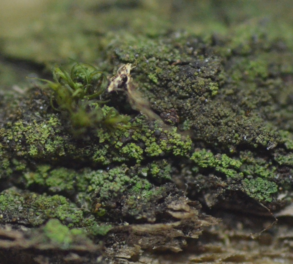 Lauchgrüne Krümmelkrustenflechte (Micarea prasina)