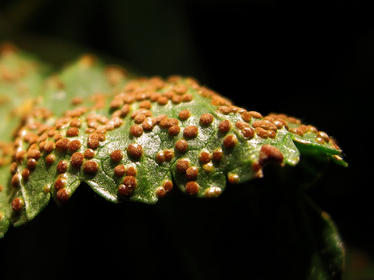 Kaasjeskruidroest (Puccinia malvacearum)