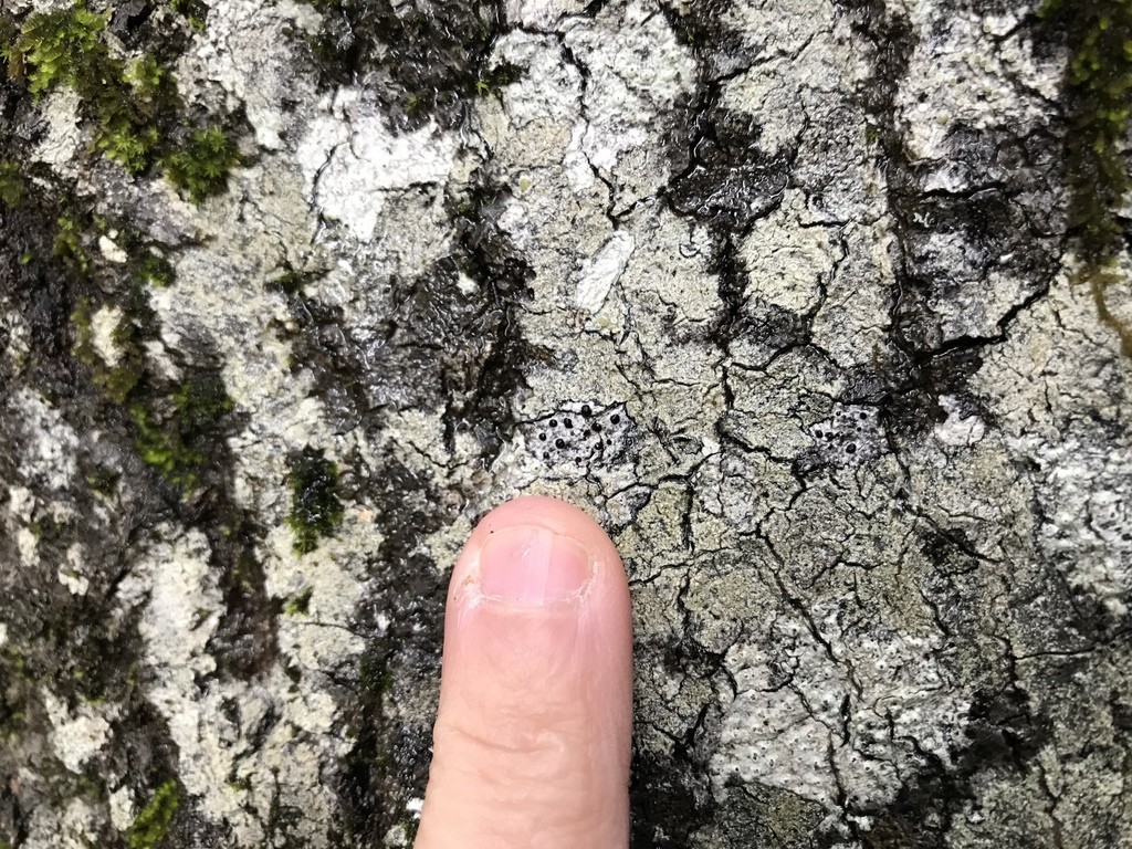 Cliostomum lichen (Cliostomum)