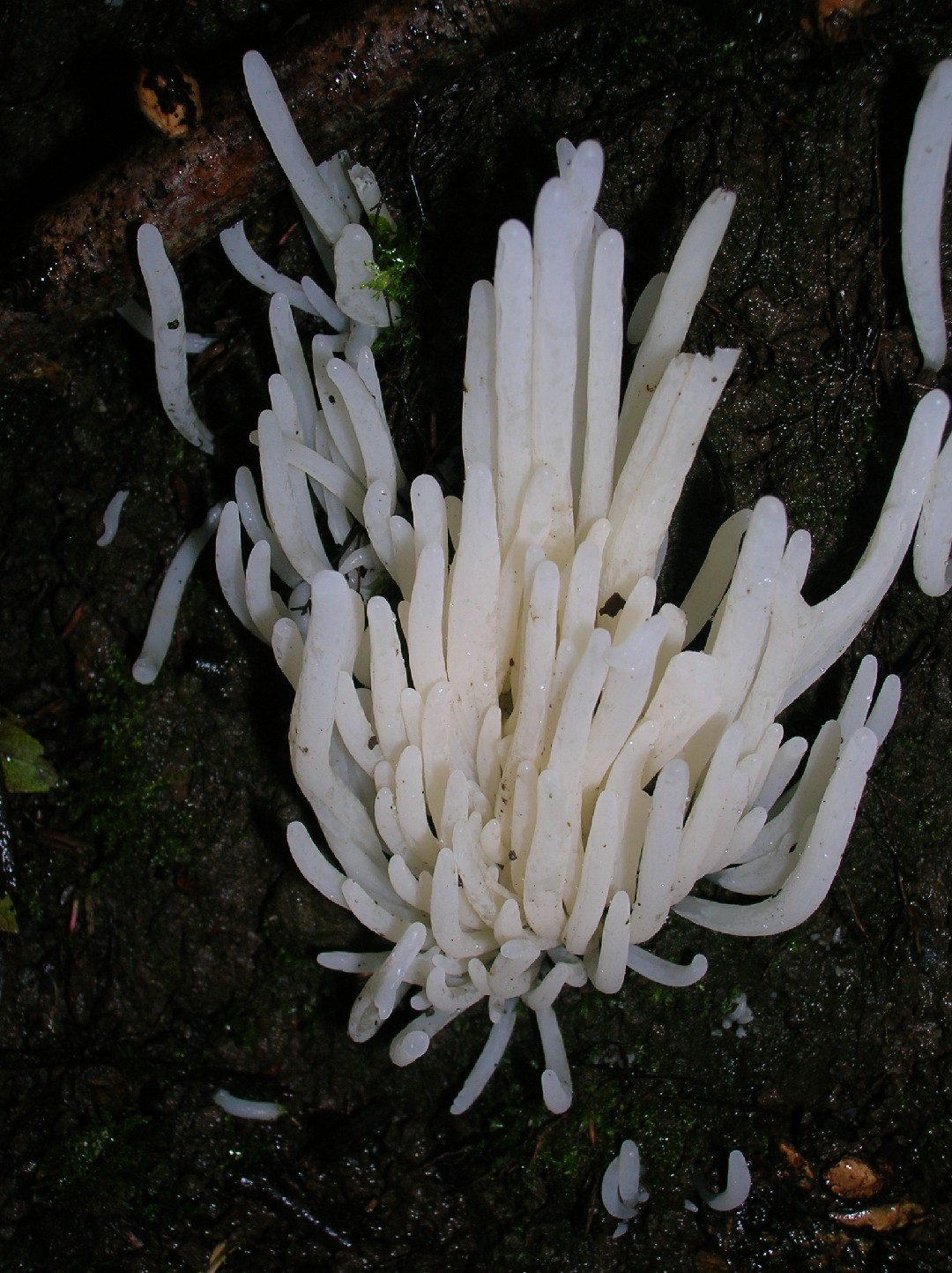 White spindles (Clavaria fragilis)