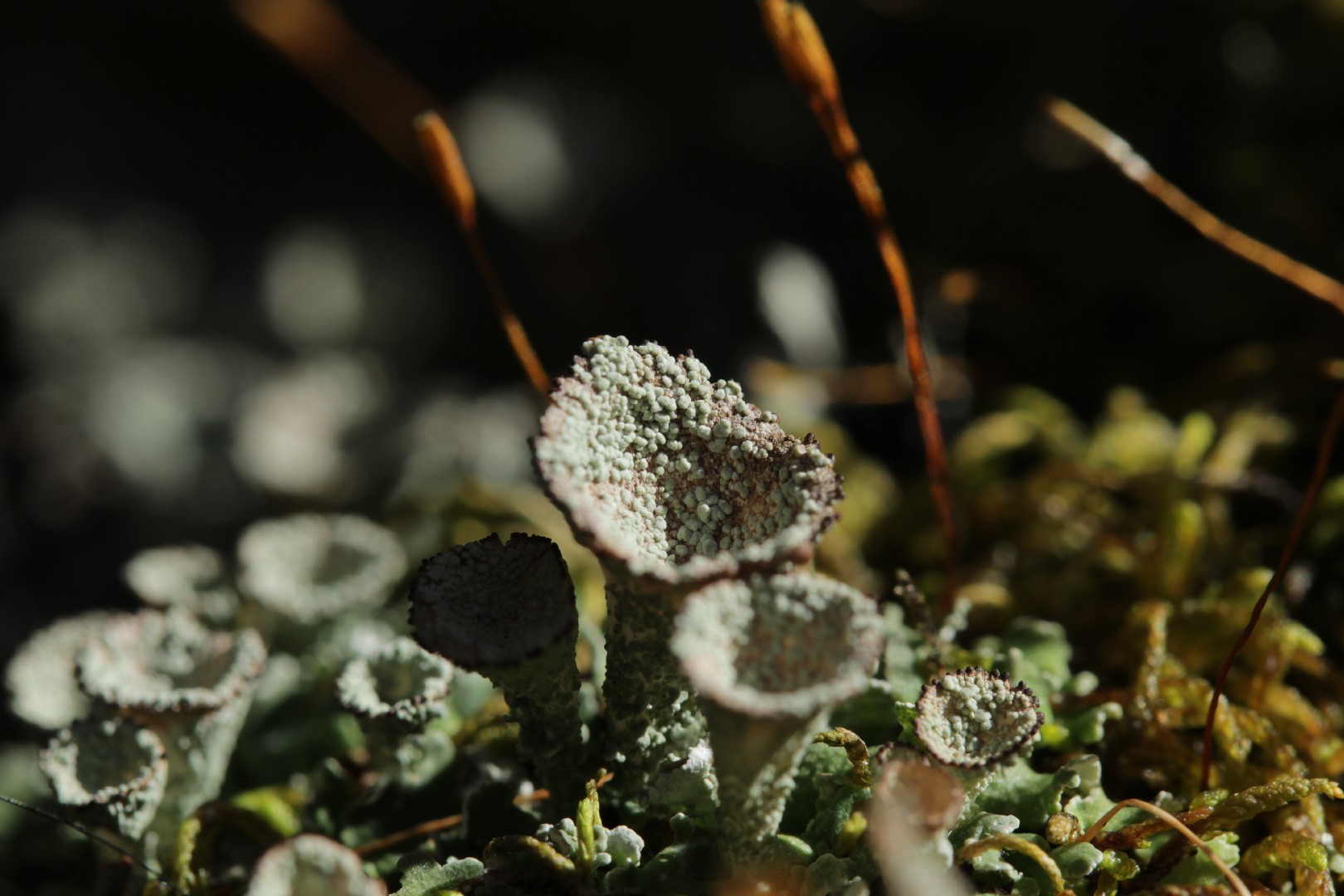 Pebbled pixie lichen
