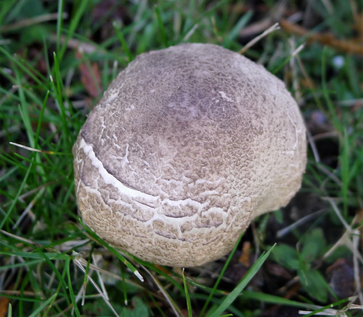 Macro mushroom (Agaricus urinascens)
