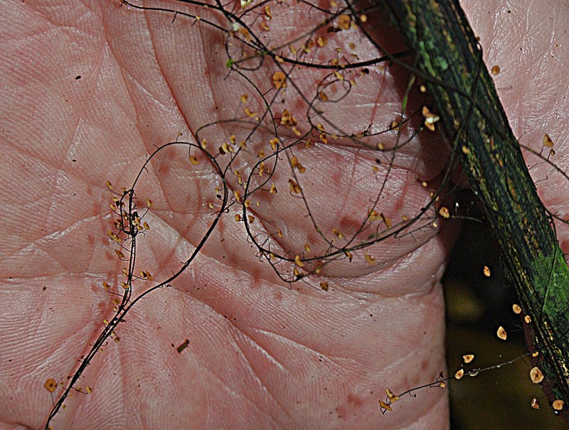 Marasmius crinis-equi