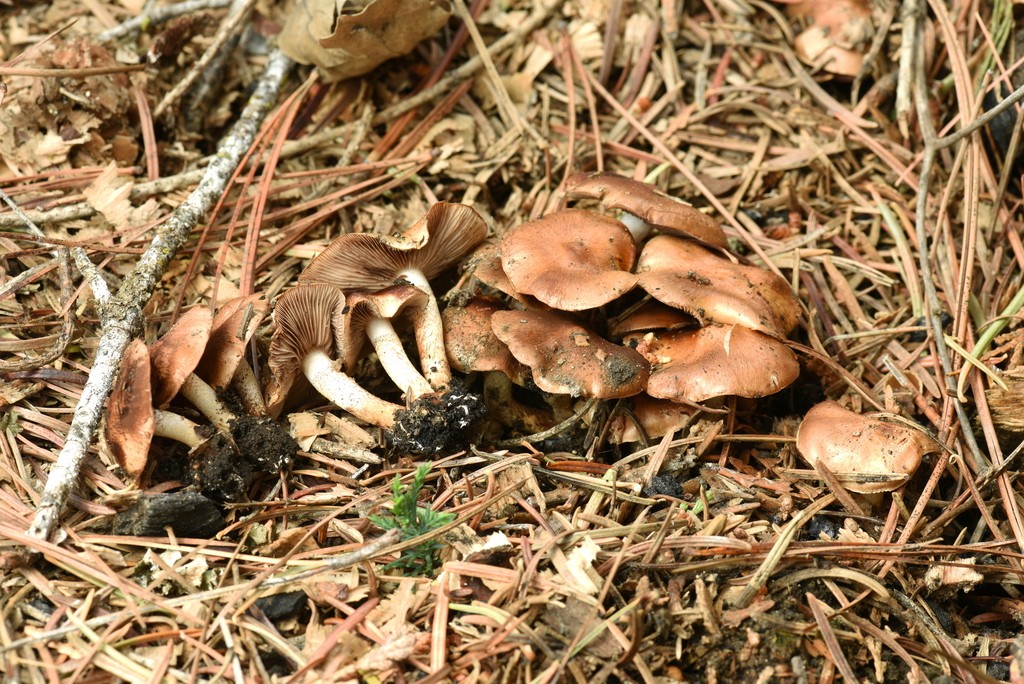 재비늘버섯 (Pholiota highlandensis)
