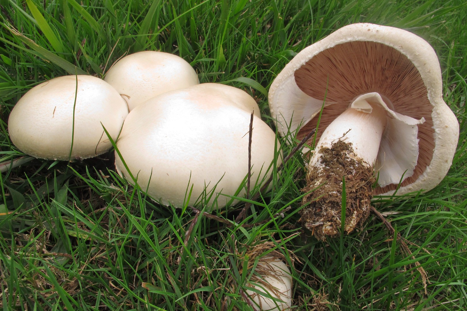 野蘑菇 (Agaricus arvensis)