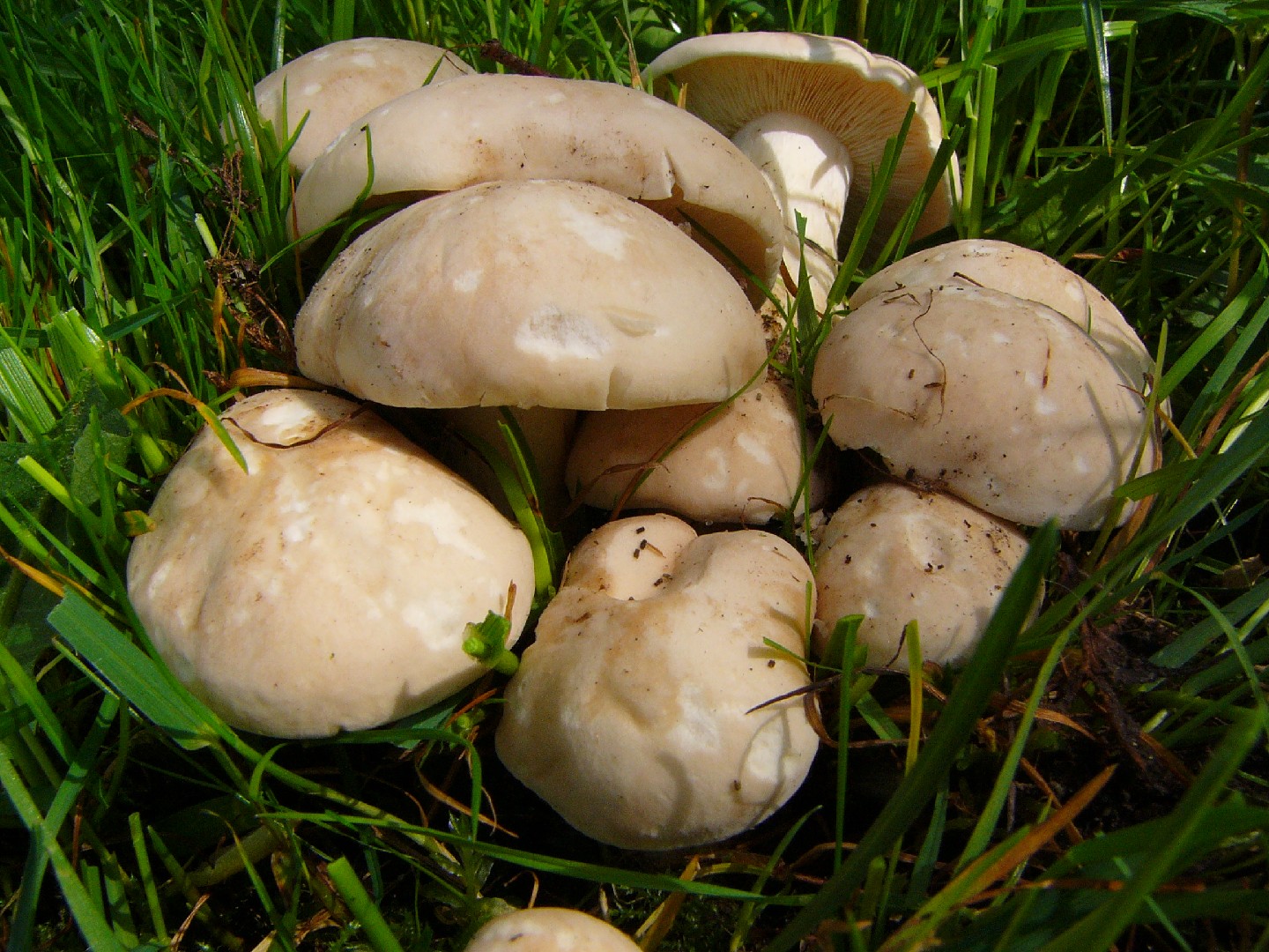 St. George's mushroom (Calocybe gambosa)
