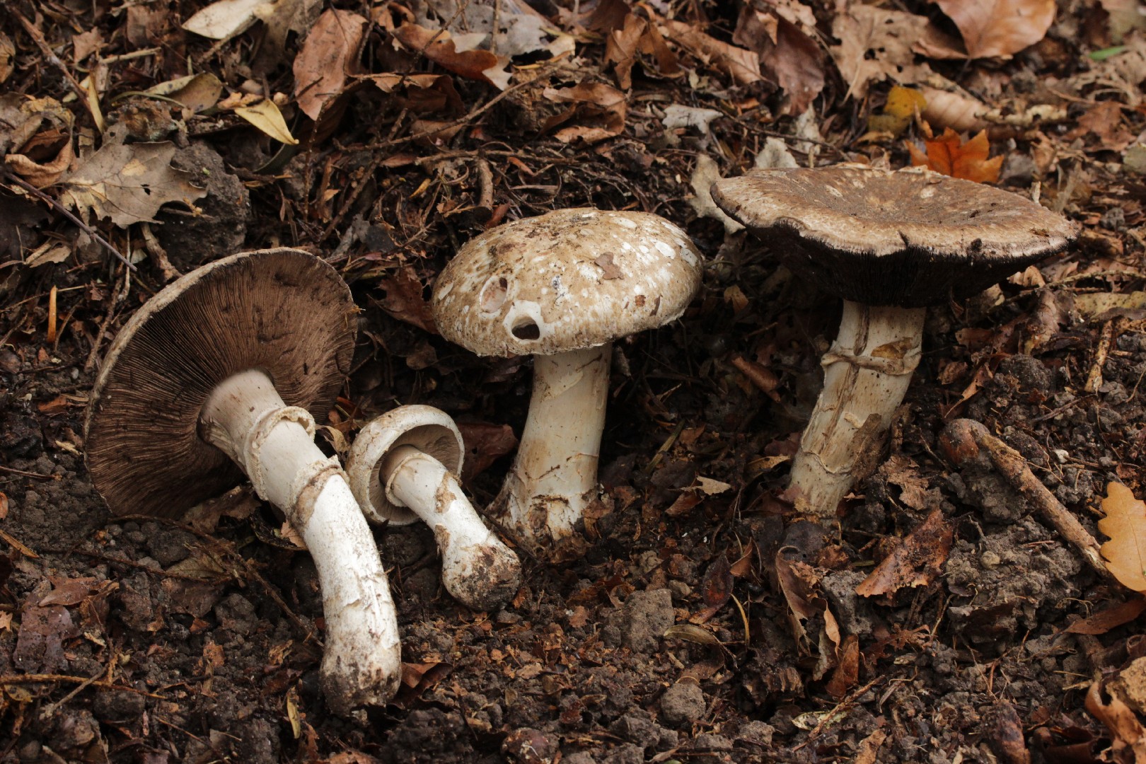 Agaricus subperonatus