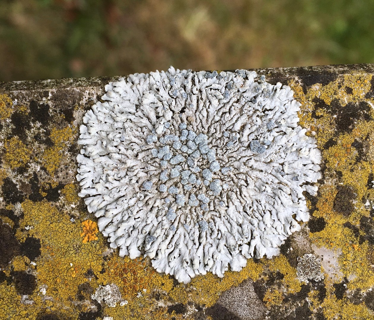Blue-gray rosette lichen