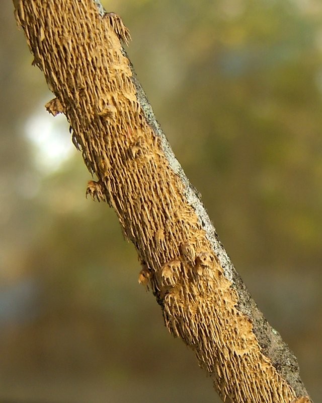 Hymenochaetopsis (Hymenochaetopsis)