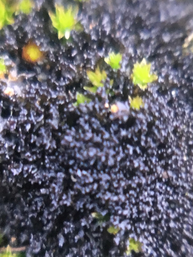 Lichinella (Lichinella)