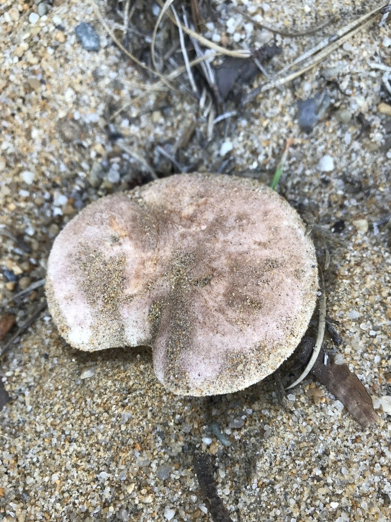 Gyroporus (Gyroporus)