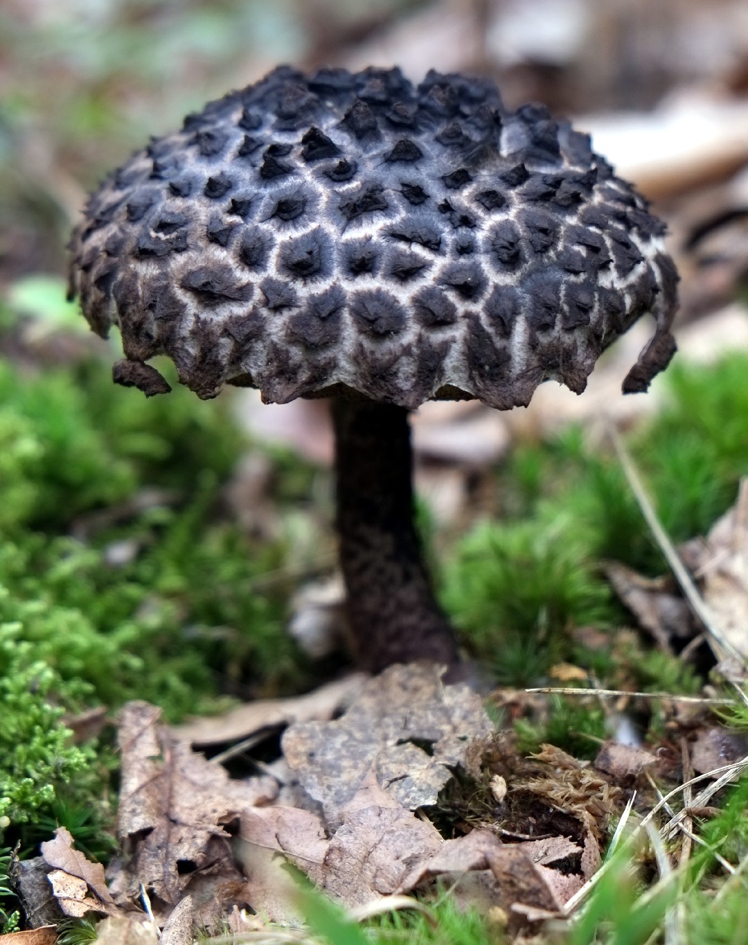 Old man of the woods (Strobilomyces strobilaceus)