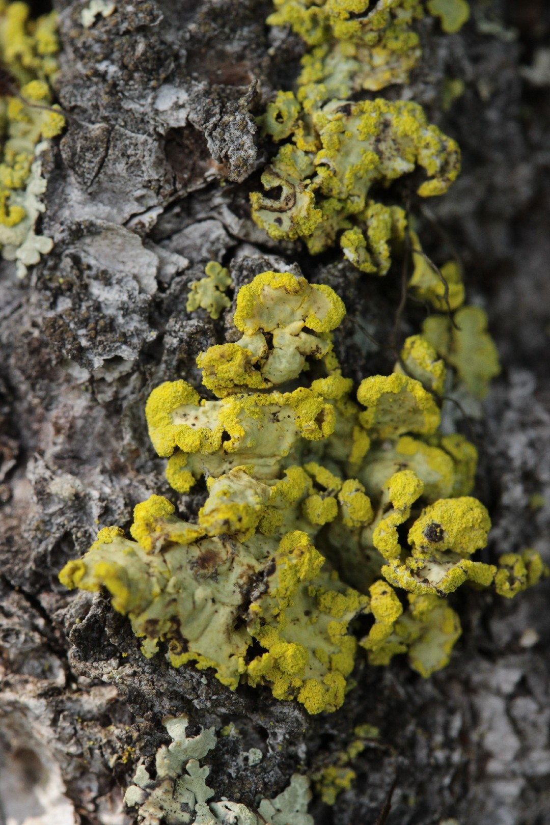Powdered sunshine lichen (Vulpicida pinastri)