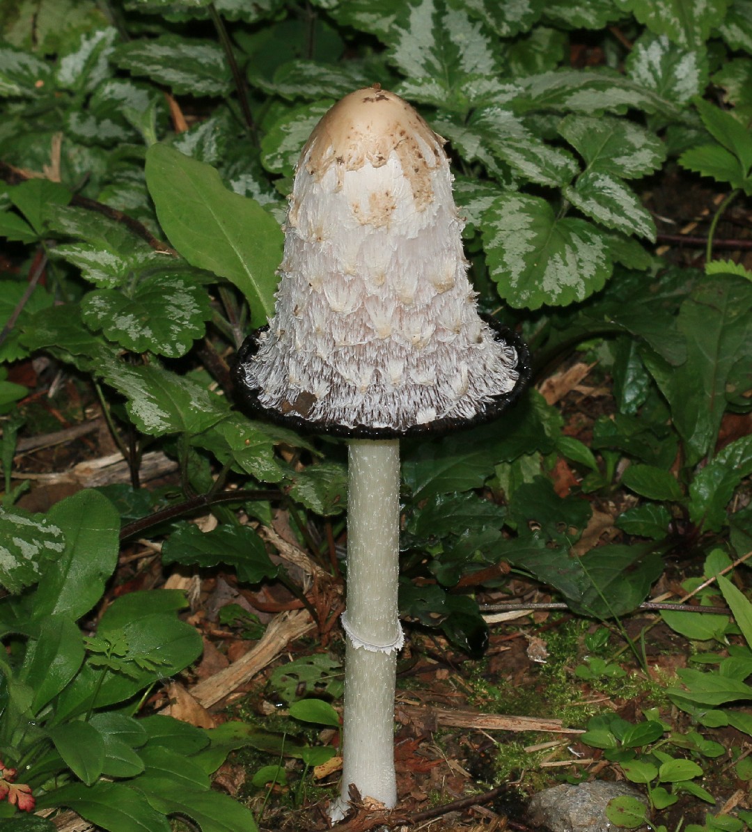 Shaggy mane (Coprinus comatus)