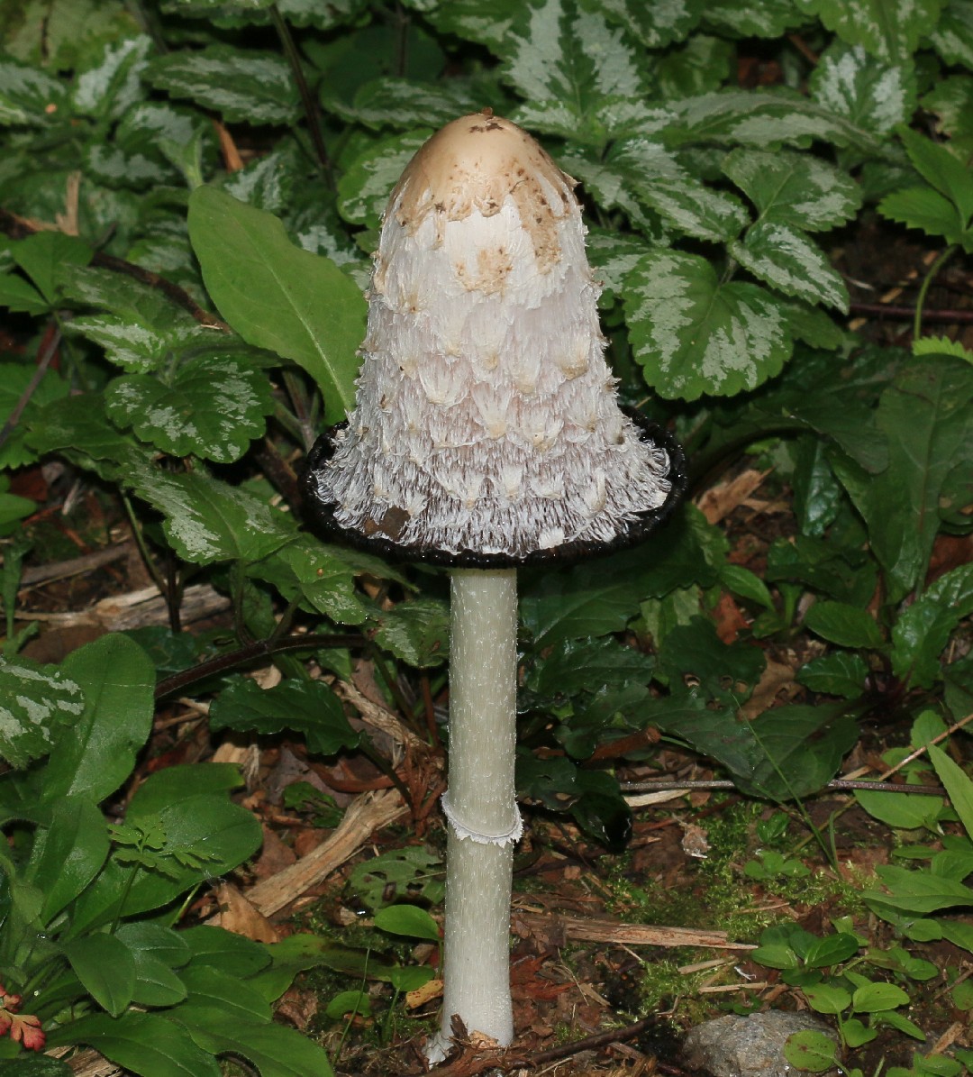 Shaggy Mane Coprinus Comatus Picture Mushroom Shaggy Mane Coprinus Comatus Picture Mushroom