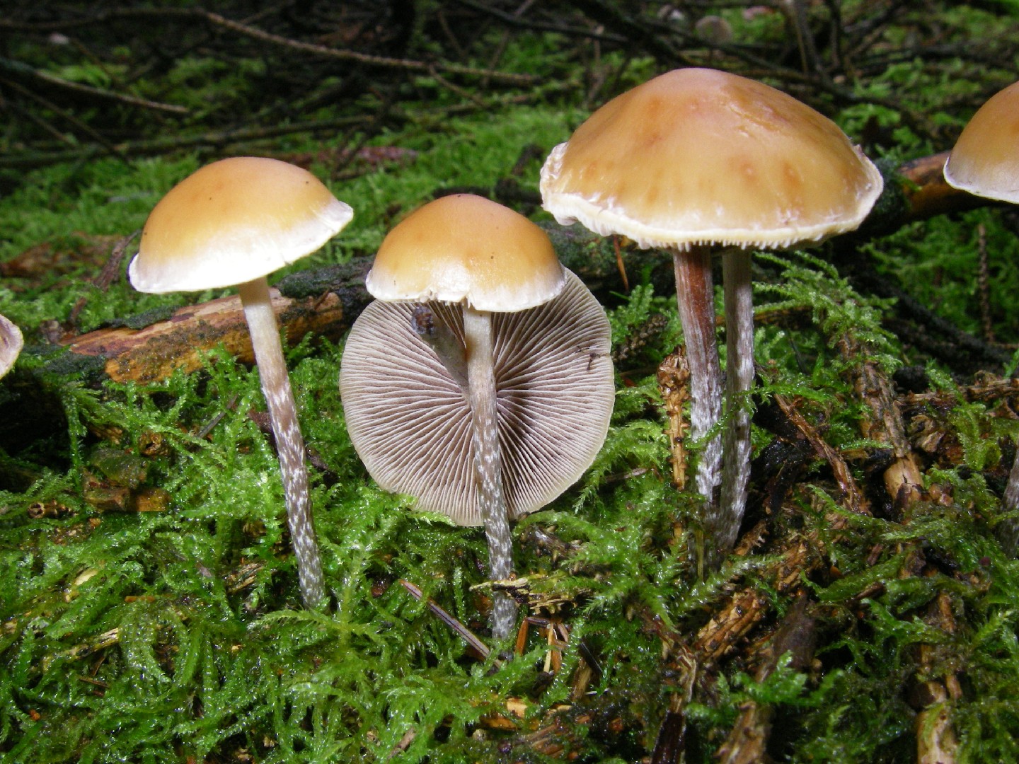 Hypholoma marginatum (Hypholoma marginatum)