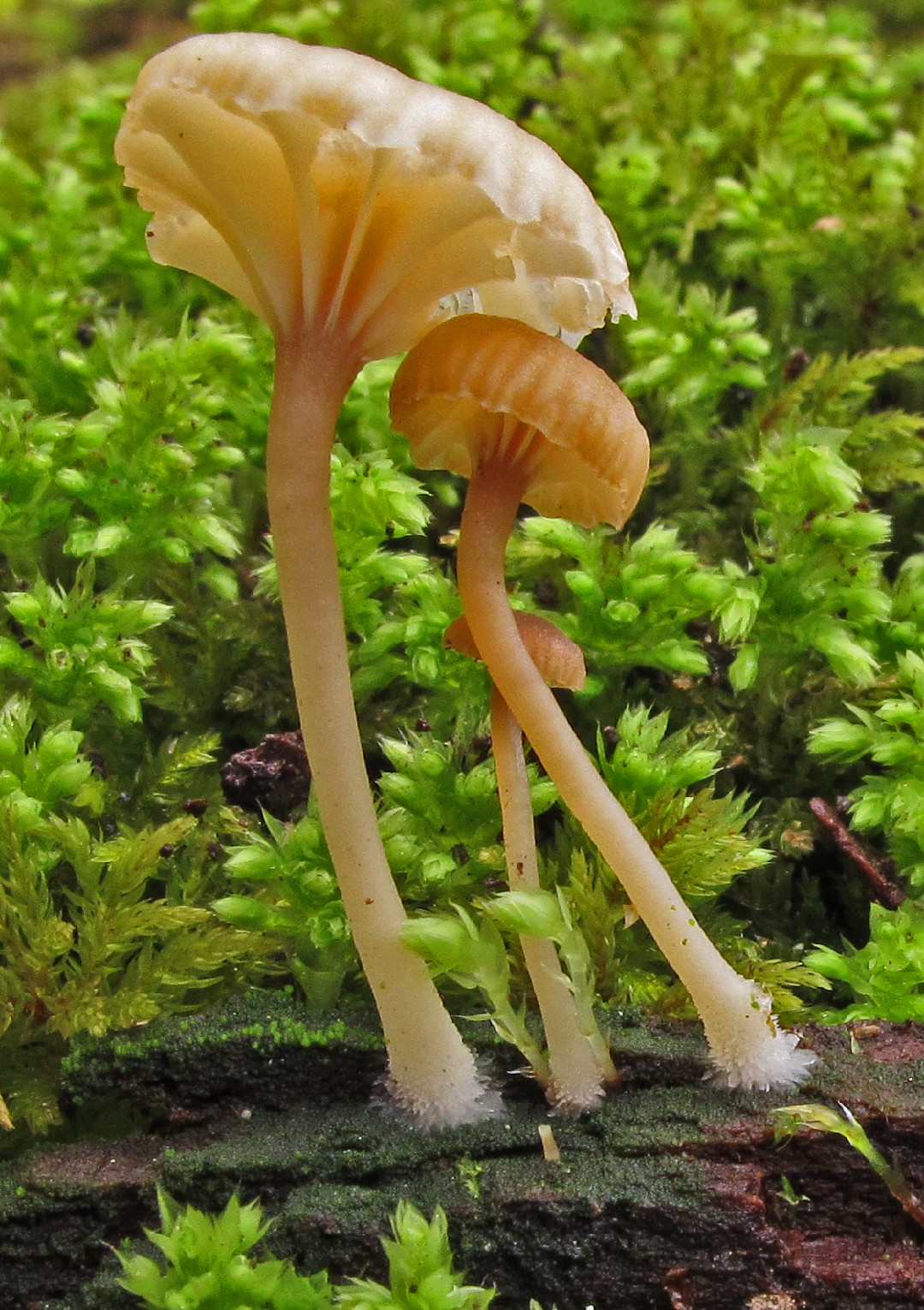 패랭이오목버섯 (Lichenomphalia umbellifera)
